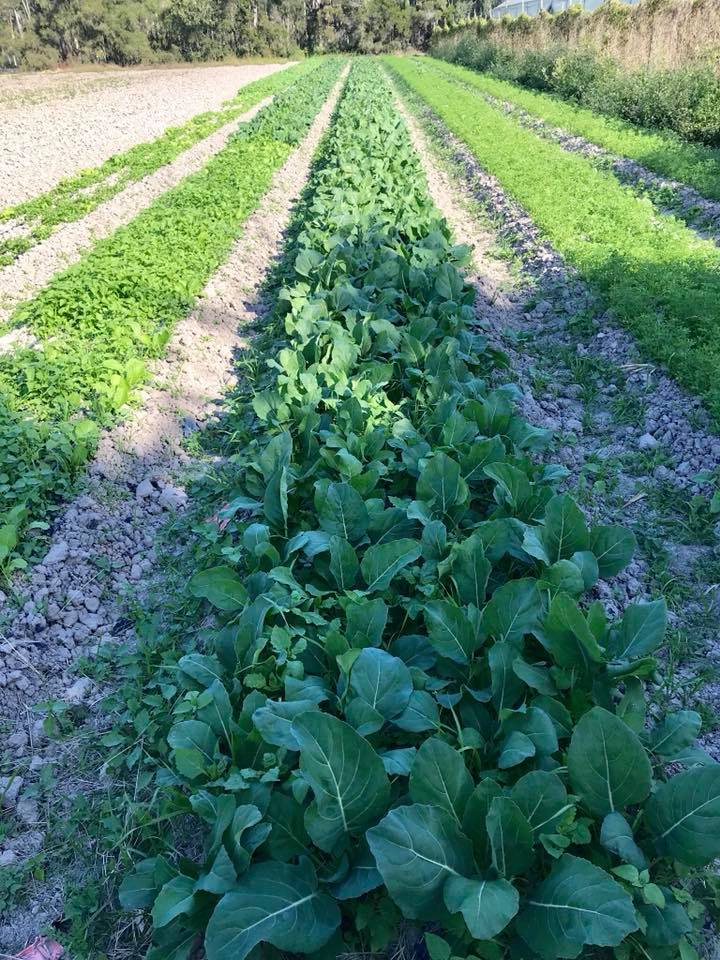 @RUNYA we are delighted to support our local growers.