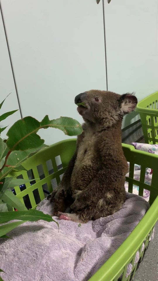 For your viewing pleasure.  Meet The Ruins Way Bazza who was severely burnt in…