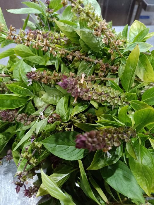 Fresh Organic home grown Basil
 ขอบคุณค่ะ.